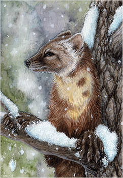 Pine Marten Card