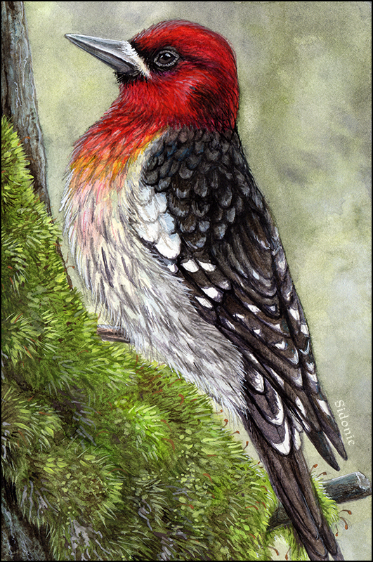Red Headed Woodpecker Gouache and Watercolor Print Woodpecker Series Red Breasted Woodpecker