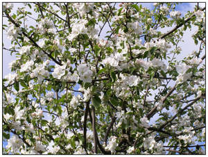 Apple tree