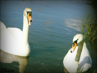 Swans