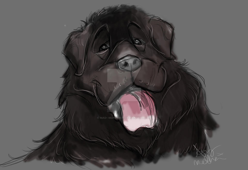 Newfoundland Dog Sketch by MadMunchkin on DeviantArt
