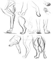 Dog Legs And Feet Sketches