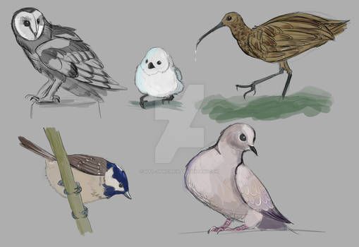 British Birds Page 4