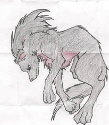 dark wolf in collor