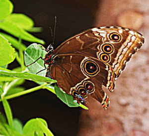 brown butterfly