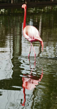 flamingo