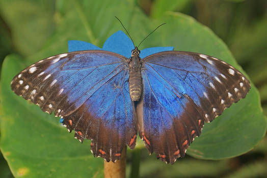 blue butterfly