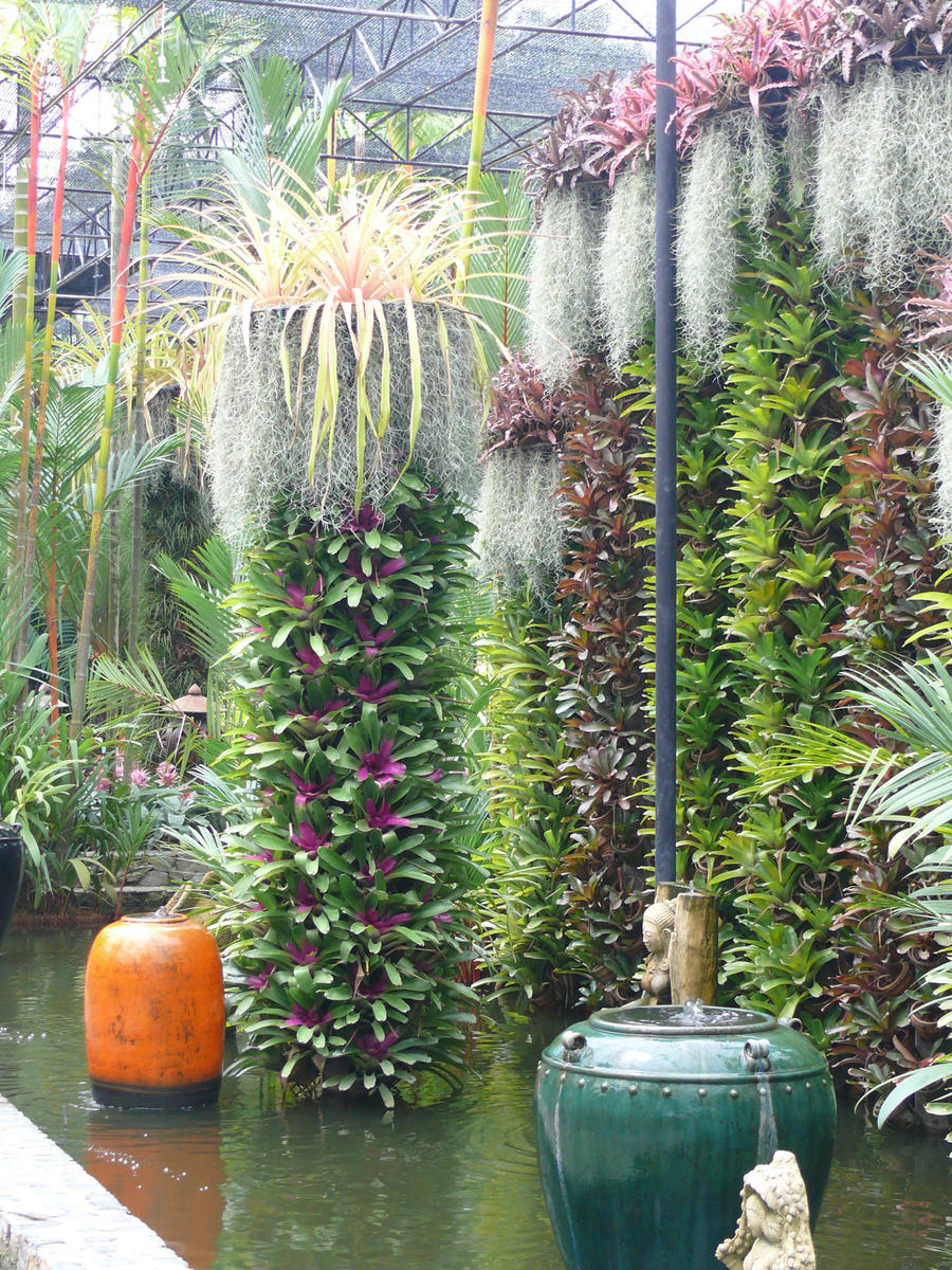 Tropical Garden