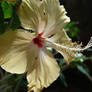 Hibiscus chinensis