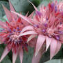 Aechmea fasciata2