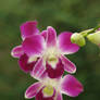 My Orchid27