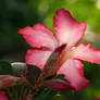 Desert Rose2