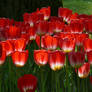 Tulips5