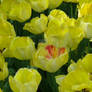 Tulips7