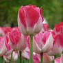 Tulips22