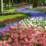 Keukenhof12