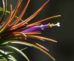 My Bromeliad