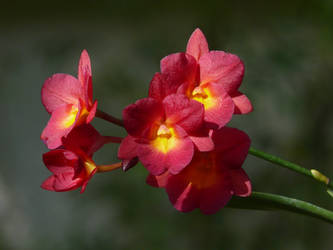 My Orchid35-2