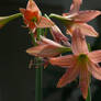 Star Lily