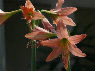 Star Lily