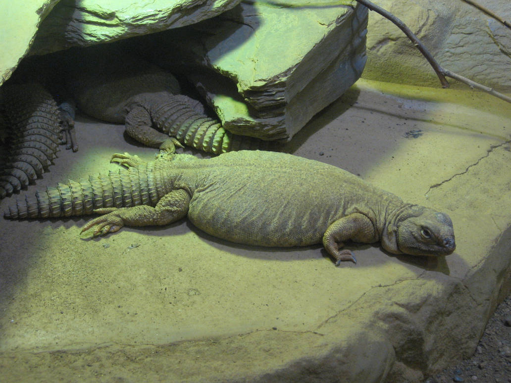 Fat looking lizard by Maplekitty on DeviantArt