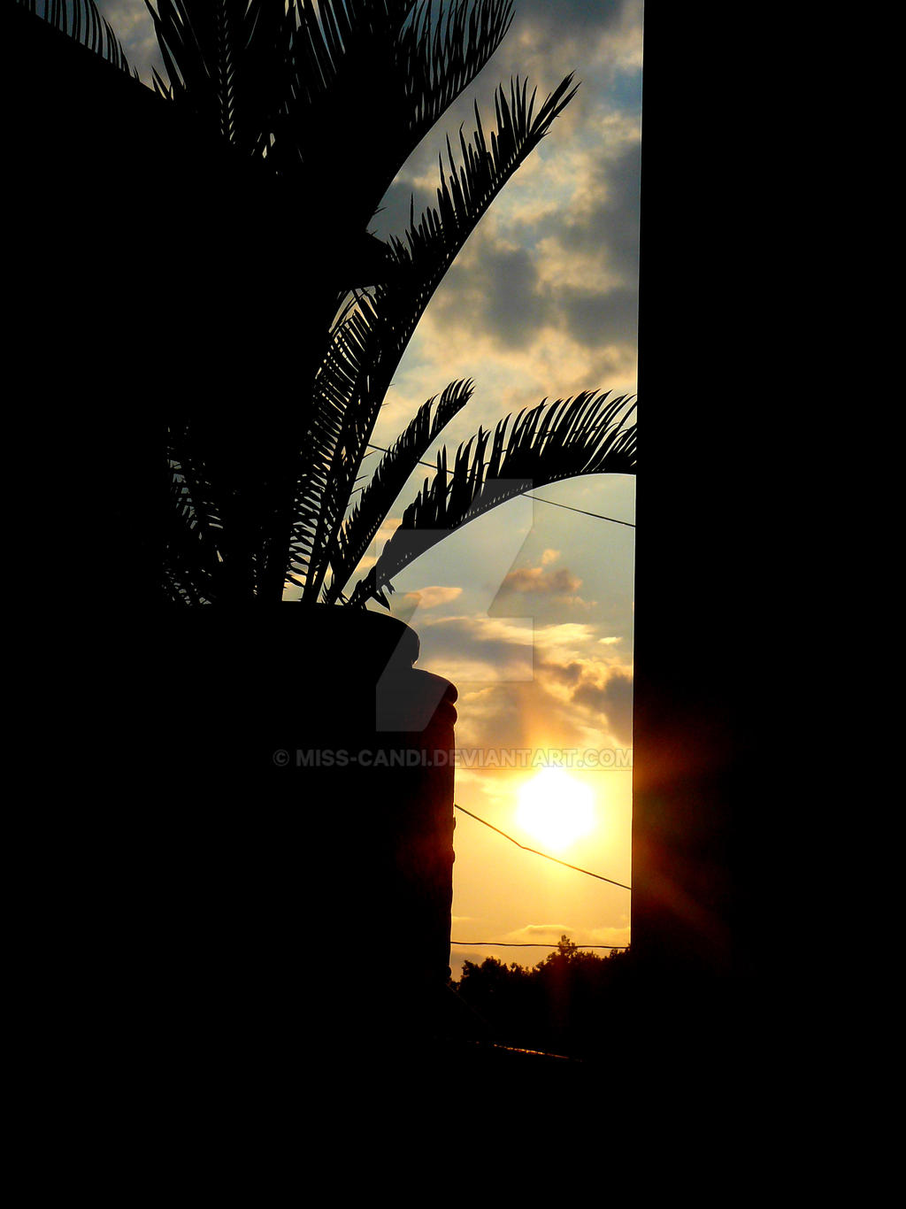 Cycas Sunset by miss-candi on DeviantArt