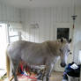 My Neice's Horse