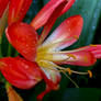 Clivia Flower