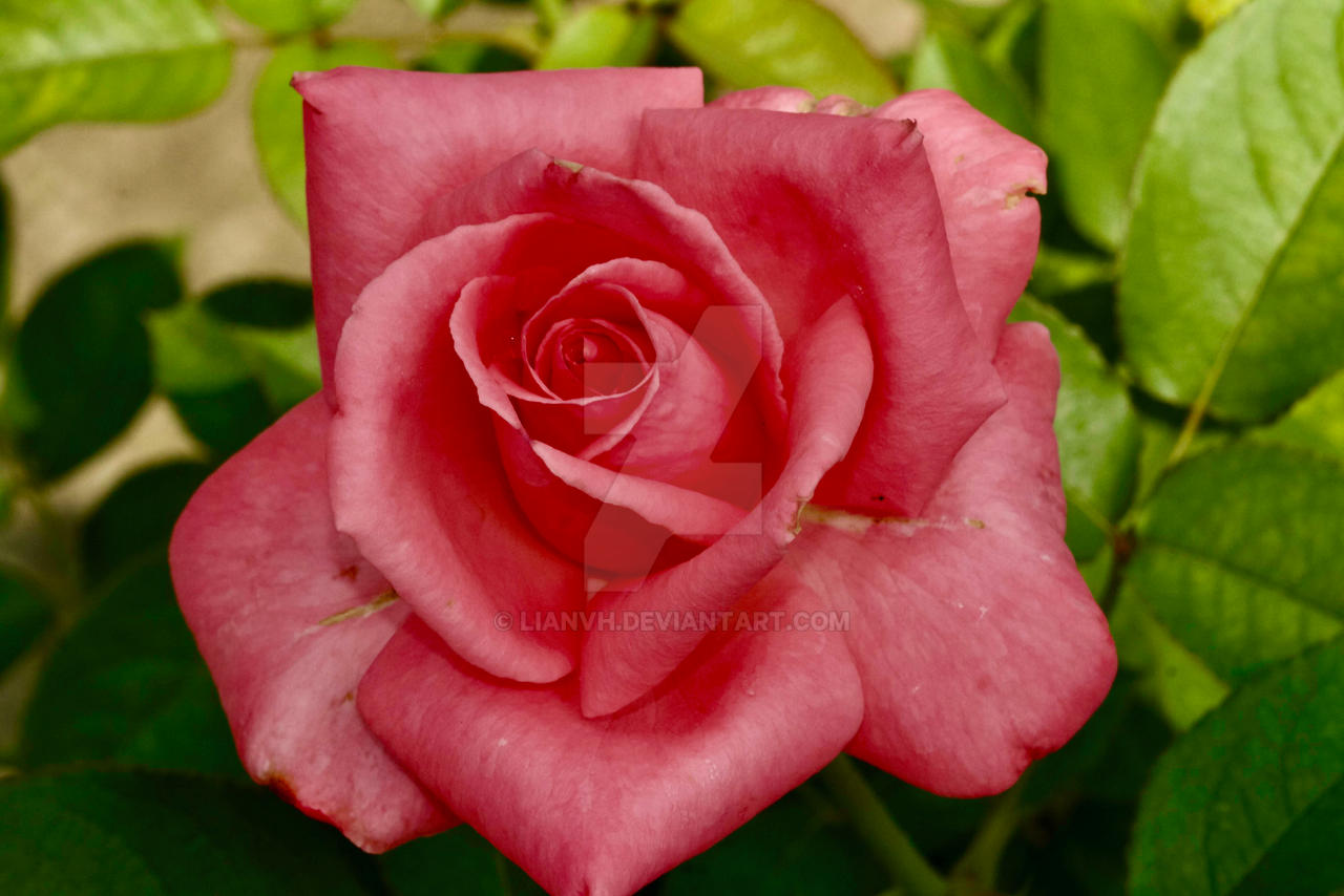 B516530A-7AC9-42D6-88E8-C193CE347C0E 1 100 o by lianvh on DeviantArt