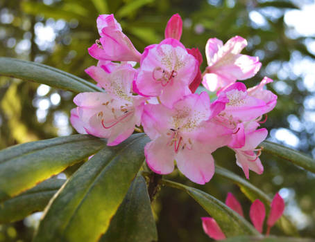 Rhododendron Blooms