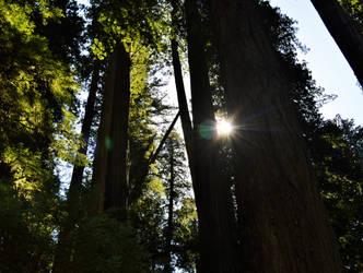 Sun through the Redwoods