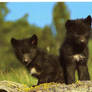 wolf pups