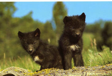 wolf pups