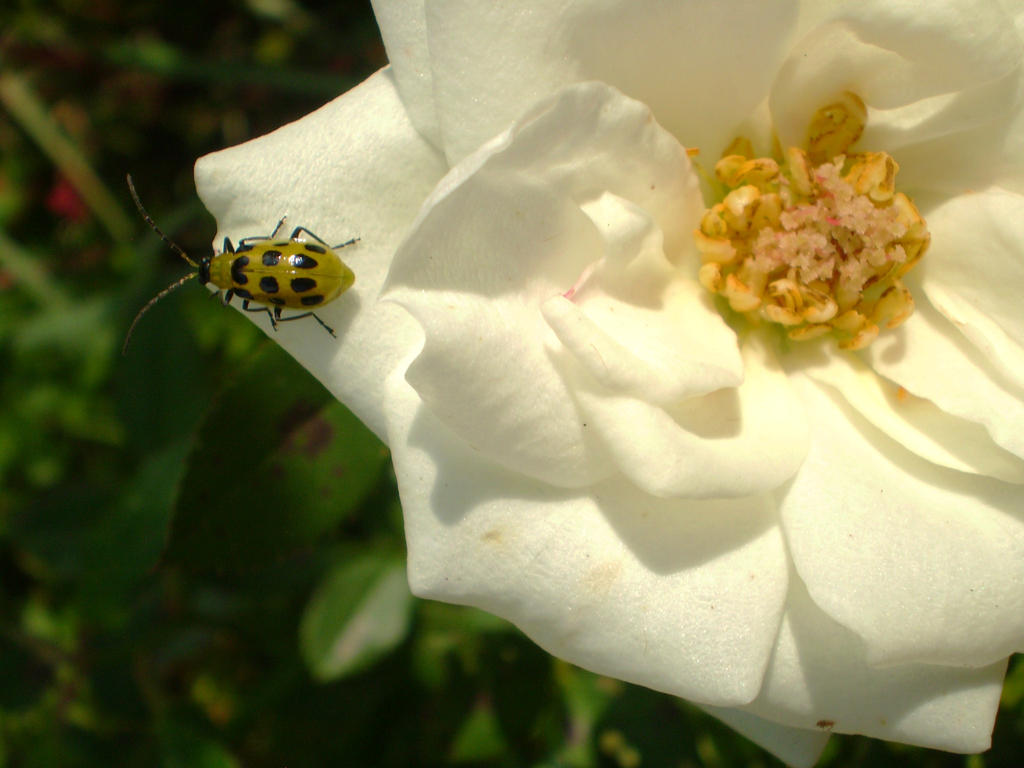 A rose by any other name tastes just as sweet