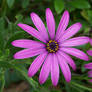 Purple Flower