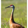 Sand Hill Crane