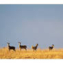 Deer on the Horizon