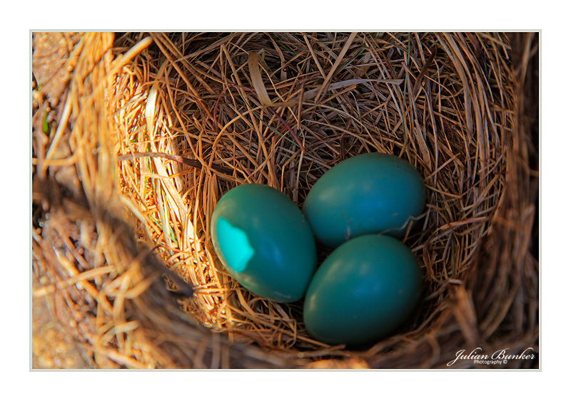 Robin Egg Trio