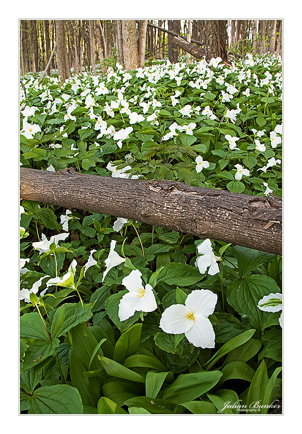 Trillium Forest I