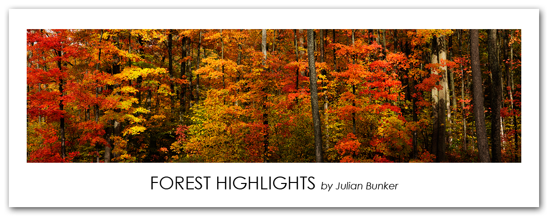 Forest Highlights