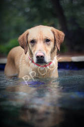 pet photography - summertime beauty