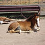 Mustang Foal