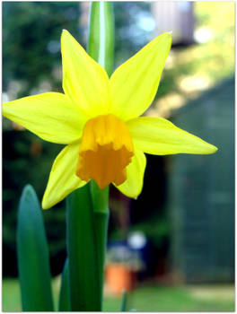 Daffodil