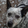 Blue heeler