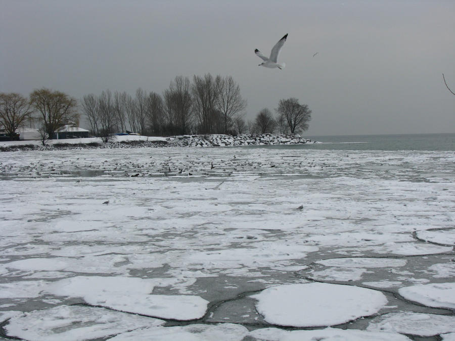 birds on frozen lake 02