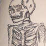 Skeleton 