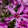 Phlox flower and drops