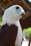 Falcon Stock4 by Sakura060277