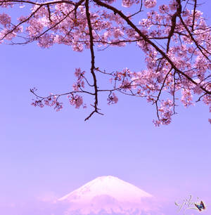 Cherry Blossom and Mt. Fuji by Sakura060277