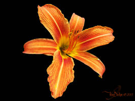 Orange Lily